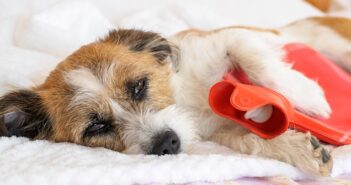 Hund hat Bauchschmerzen: Symptome & Therapie