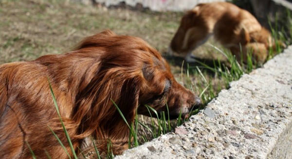 Hund hat Bauchschmerzen Symptome &amp; Therapie
