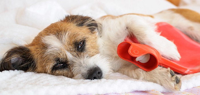 Hund hat Bauchschmerzen: Symptome & Therapie