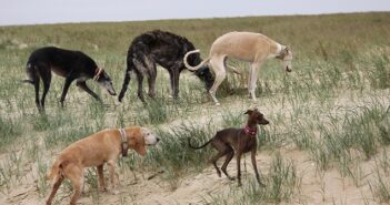 Platinum Hundefutter: Test als Alternative zum BARF auf Urlaubsreisen mit vielen Hunden?