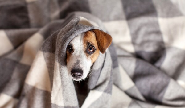 Hund schlapp & lustlos Die häufigsten Ursachen!