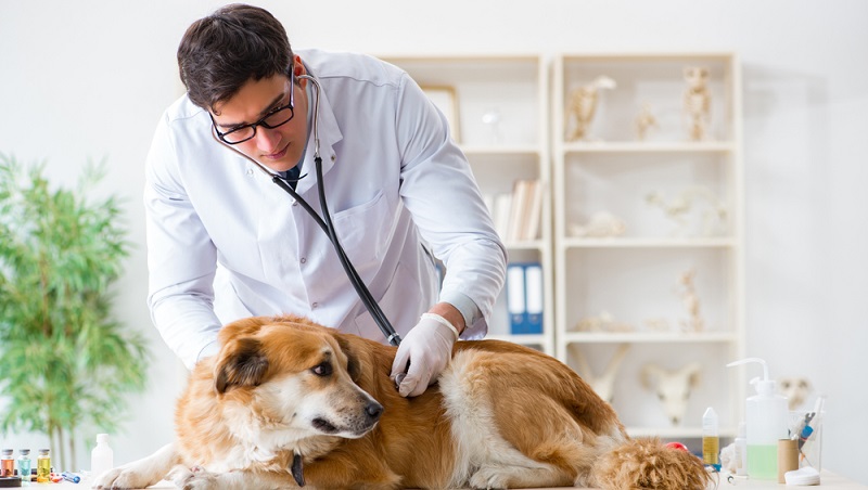 Der Tierarzt kann untersuchen, warum der Hund apathisch ist und die Ursache therapieren.