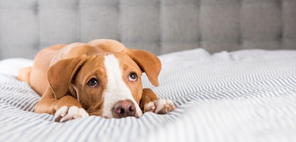 Hund apathisch und frisst nicht Die häufigsten Ursachen!