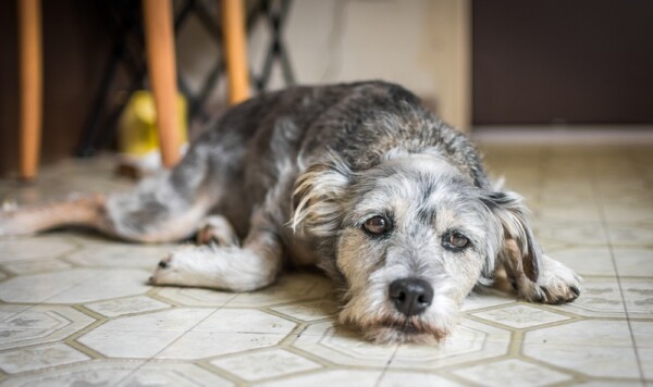 Hund apathisch und frisst nicht Die häufigsten Ursachen!
