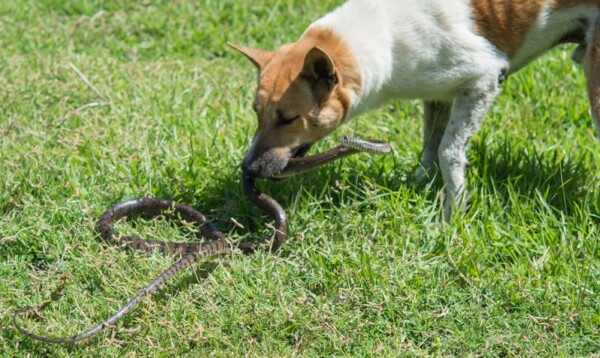 Hund apathisch und frisst nicht Die häufigsten Ursachen!