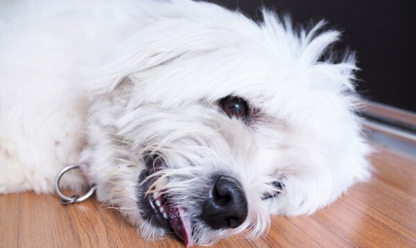 Hund zittert Weshalb zittern Hunde?