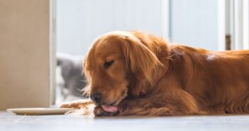 Hund leckt Pfoten: 5 Gründe & erste Hilfe