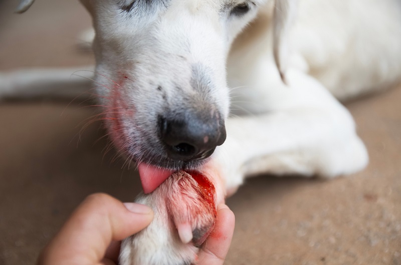 Hund leckt Pfoten 5 Gründe &amp; erste Hilfe