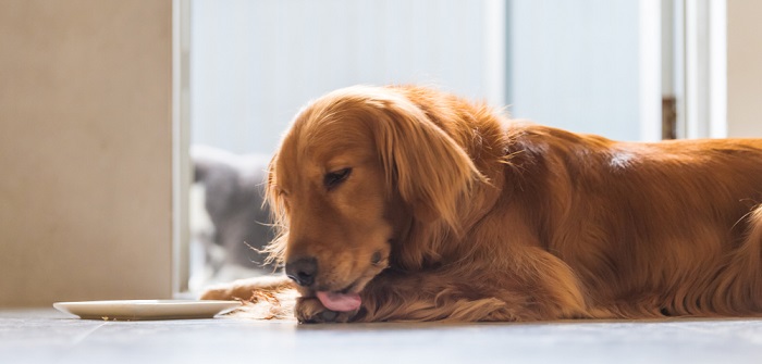 Hund Leckt Pfoten 5 Gründe Erste Hilfe