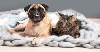 Rückwärtsniesen: Reverse Sneezing bei Hund & Katze