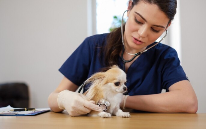 Rückwärtsniesen Reverse Sneezing bei Hund & Katze