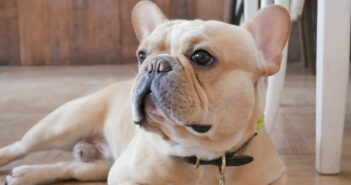 Französische Bulldogge: Futter & Gewichtstabelle Französische Bulldogge: Futter & Gewichtstabelle