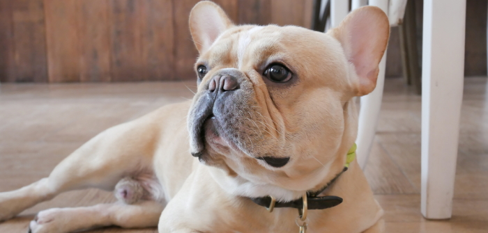 was wiegt eine ausgewachsene franzosische bulldogge