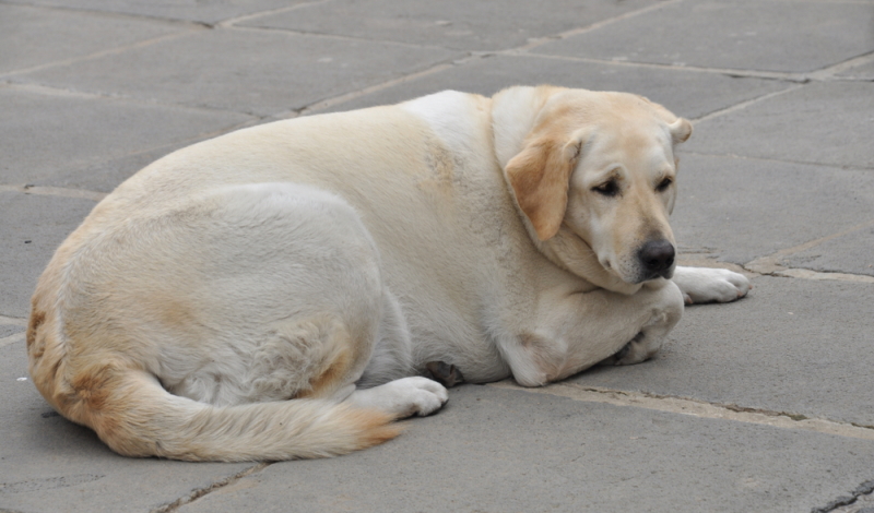 Ein stark übergewichtiger Labrador ist Tierquälerei und gesundheitsgefährdend.