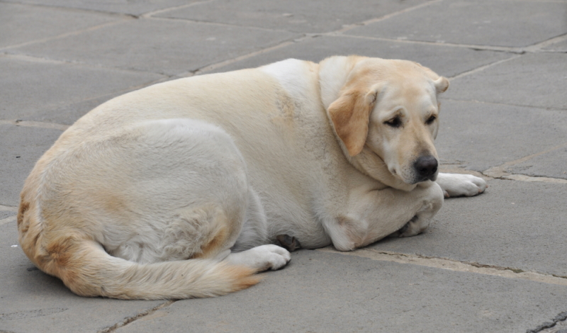 wann ist der labrador ausgewachsen