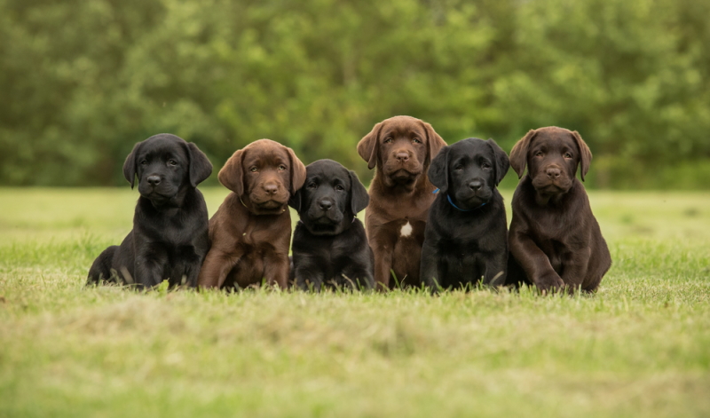 wann ist der labrador ausgewachsen