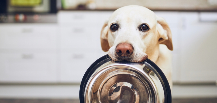 wann ist der labrador ausgewachsen