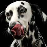 Hund Humpelt Oder Lahmt Ursachen Hilfe