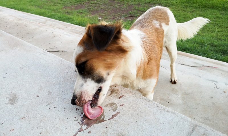 Hund schleckt sich ständig das Maul beim Licky Fit Syndrom. Zusätzlich leckt der Hund auch an Wänden, Mauern, oder über Böden.