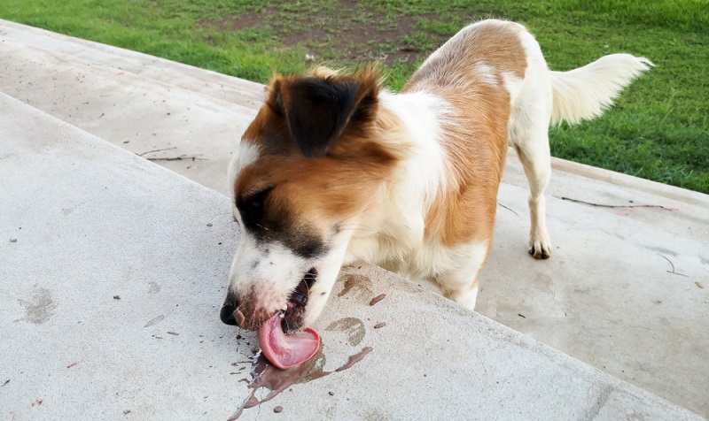 Hund schleckt sich ständig das Maul Normal? Krank? Oder?