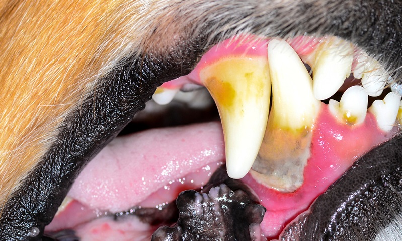 Ein Hund schleckt sich ständig das Maul: Zahnstein oder Zahnfleischentzündungen können der Grund sein.