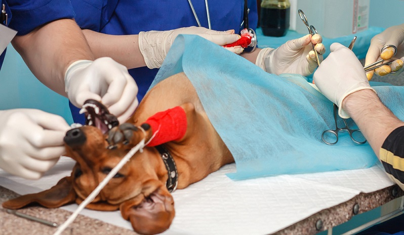 Eine Magendrehung kann nur operativ behoben werden, treten die beschrieben Symptome beim Hund auf, hilft nur noch der sofortige Transport in eine Tierklinik.