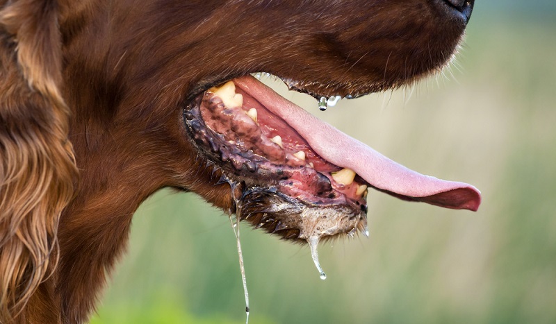 Hund schleckt sich ständig das Maul und hat vermehrten Speichelfluss, der auch über die Lefzen austritt. Möglicherweise deutet es auf eine Erkrankung hin, wenn der Hund sonst nicht so viel speichelt und schleckt.