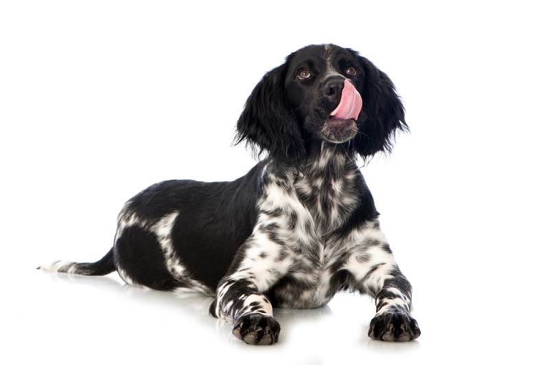 Hund schleckt sich ständig das Maul, Beschwichtigungssignal, Verletzung oder Anzeichen einer Erkrankung?