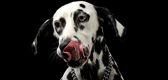 Hund schleckt sich ständig das Maul: Normal? Krank? Oder?
