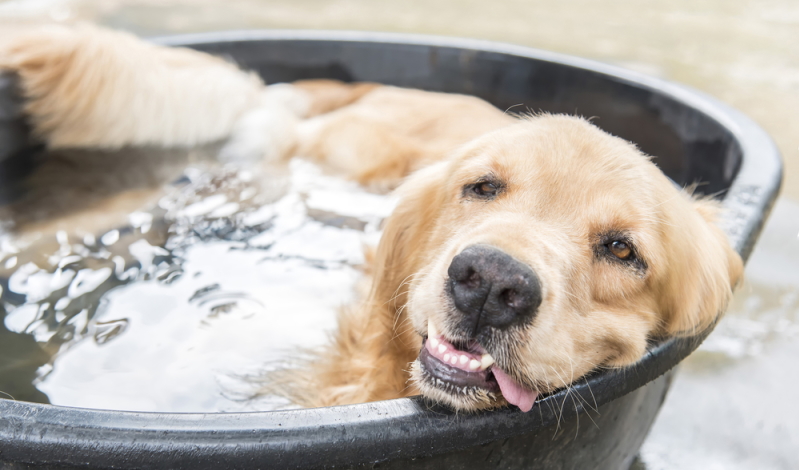 Im Sommer können Hunde bei sehr hohen Temperaturen leicht überhitzen. Das Hundeeis ist daher auch eine tolle Möglichkeit dem Hund Abkühlung zu verschaffen.