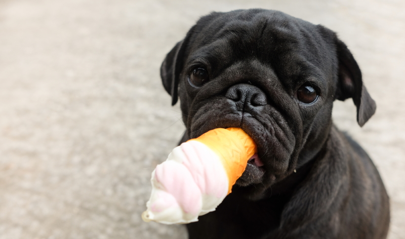 Egal, ob im Geschäft oder Selbstgemacht, der Hund freut sich mit Sicherheit über sein Hundeeis als Leckerli. (Foto: Shutterstock - Ezzolo)