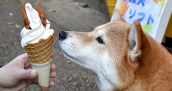 Hundeeis selber machen Hundeeis selber machen (Foto: Shutterstock - MitchyPQ)
