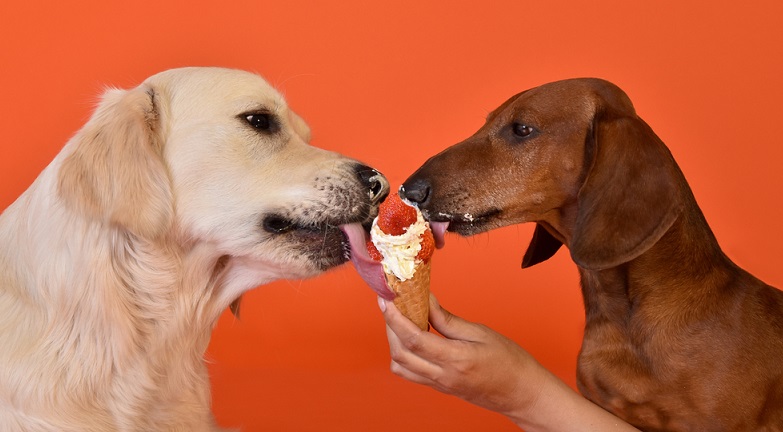 Dürfen Hunde Lammknochen essen?