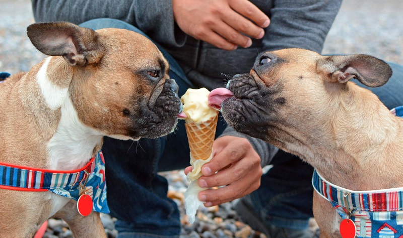 Wer seinem Hund ein kühles Eis spendieren möchte, kann unterschiedliche Varianten ( Foto: Shutterstock-Firn)