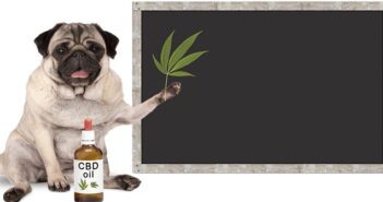 CBD Öl für Hunde zur Beruhigung? Auf die Dosierung kommt es an ( Foto: Shutterstock-Monica Click )