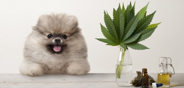 CBD Öl für Hunde richtig dosieren zur Beruhigung, bei Epilepsie