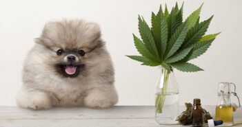 CBD Öl für Hunde: richtig dosieren zur Beruhigung, bei Epilepsie, Schmerzen, Allergie und Arthrose