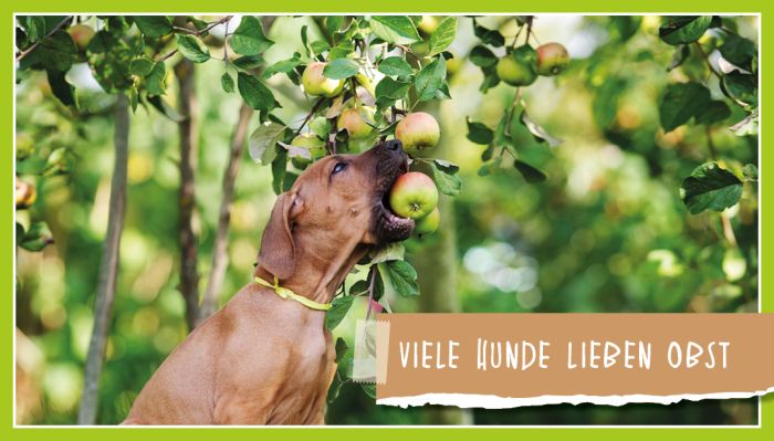 Viele Hunde lieben Obst