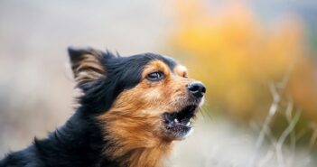 Kostenloses Hundegebell: MP3, Audiodateien, viel Gebell von Dobermann, Labrador & Co. als Clips (Foto: shutterstock - Sergey Bessudov)