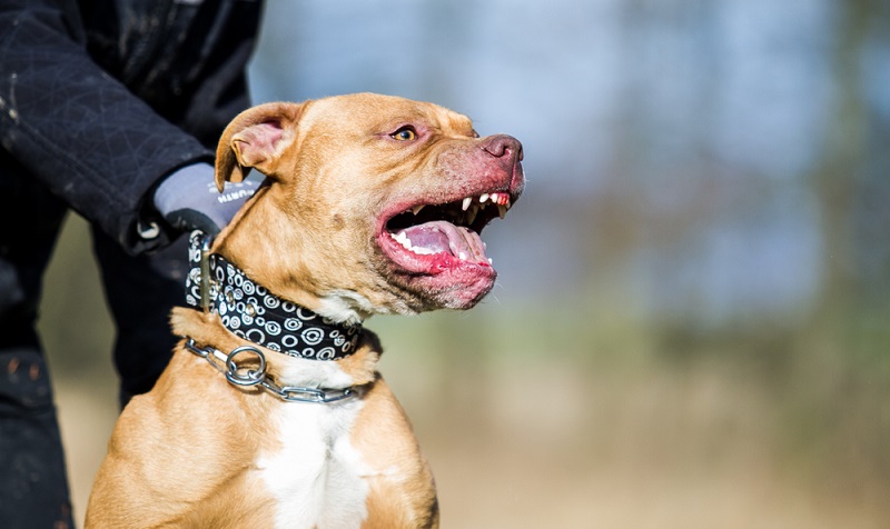 Angesichts der Hürden, die Hundehalter auferlegt bekommen, ist es ohnehin schwer, einen Kampfhund zu kaufen.  ( Foto: Shutterstock-Aneta Jungerova )