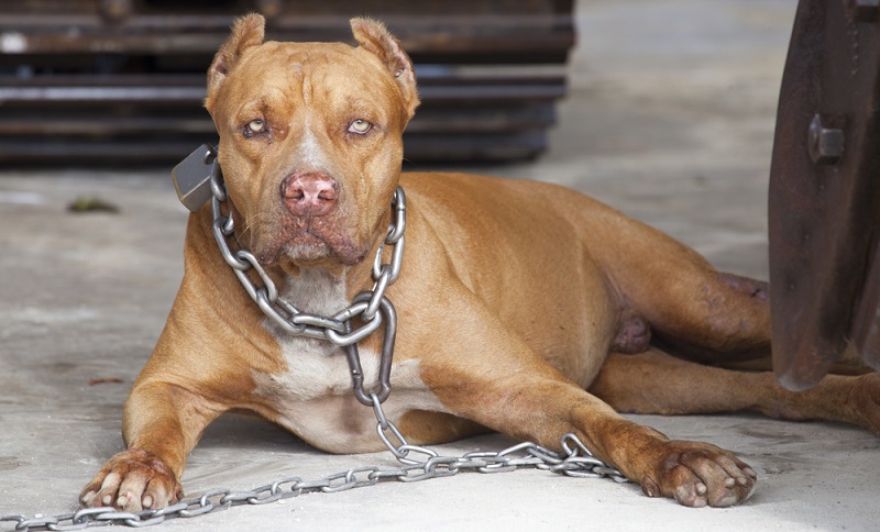In Deutschland gibt es kein einheitliches Gesetz, das Haltern der Kampfhunde bestimmte Verhaltensweisen oder Prüfungen vorschreibt. ( Foto: Shutterstock-_ Sanit Fuangnakhon)