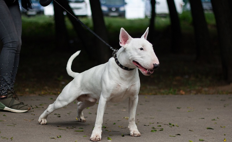 Die Kampfhundeliste in Deutschland sieht nicht nur die Einteilung verschiedener Hunderassen auf die Liste vor, sondern es wird in dem Zuge auch auf Verordnungen durch das Hundeverbringungs- und -einfuhrbeschränkungsgesetz verwiesen.  ( Foto: Shutterstock-Miroshnikova Arina)