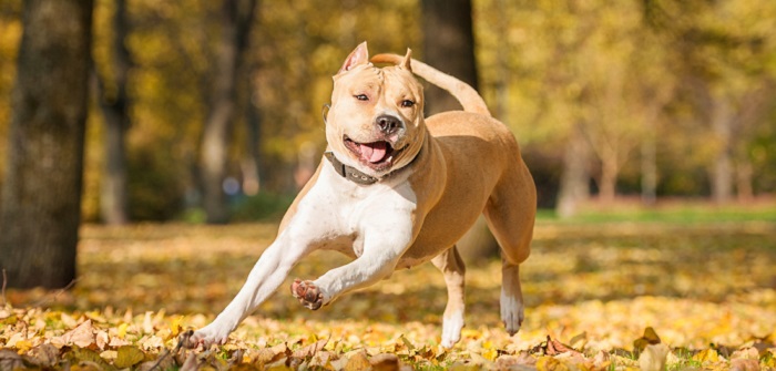 Kampfhundeliste: welche Hunde stehen 2020 auf der Liste? ( Foto: Shutterstock-Grigorita Ko)
