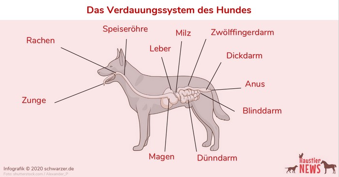 Infografik-mooky-darm-balance-mooky-verdauung-plus