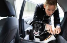 Hund im Auto transportieren: So muss ich Hund und Katze im Auto sichern (Foto: Shutterstock- Andrey_Popov )