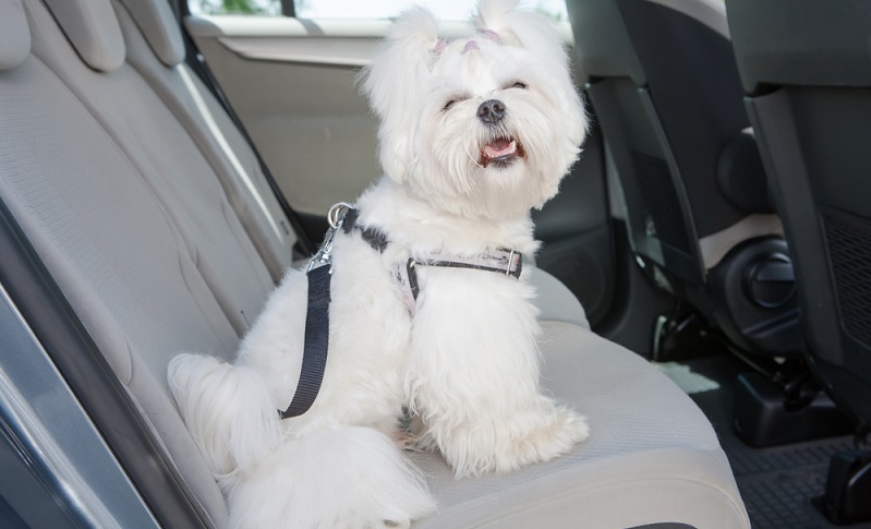 Ein ungesicherter Hund kann im Auto böse Verletzungen erleiden.  ( Foto: Shutterstock-Monika Wisniewska )