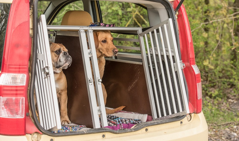 Am sichersten ist der Hund laut ADAC in einer Transportbox zu transportieren. ( Foto: Shutterstock-thka)