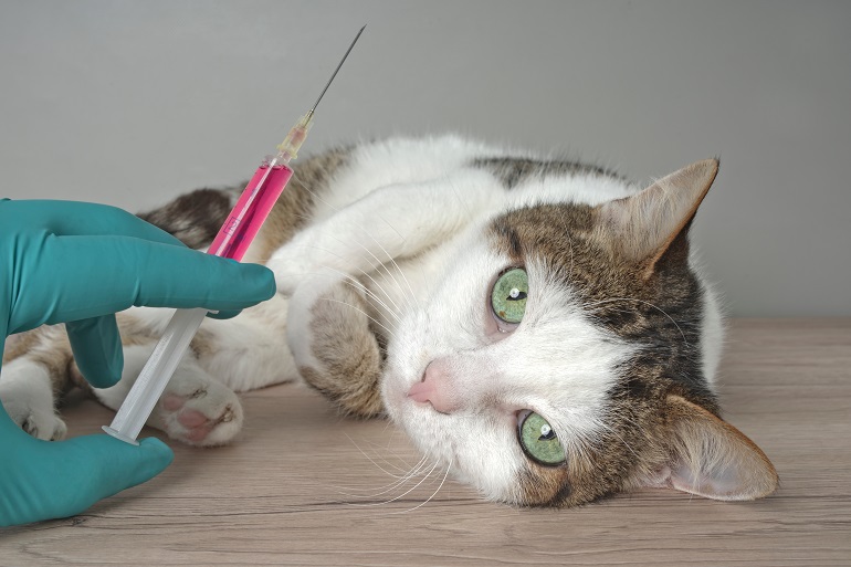 Im Alter benötigen Katzen viel Pflege und gegebenenfalls täglich Medikamente oder Spritzen. (Foto: shutterstock.com / Lightspruch)