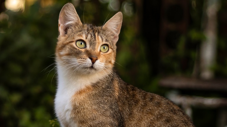 Katze Alter Freigänger