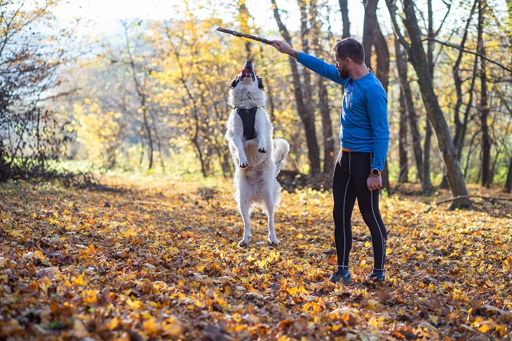 In den Wäldern haben Besitzer und Vierbeiner viel Spaß zusammen. (Foto: shutterstock.com / Melinda Nagy)